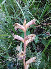Orobanche owerinii