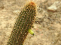 Cleistocactus tominensis