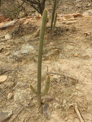 Cleistocactus tominensis