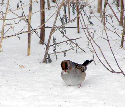White-crowned Sparrow photographed in Illinois
