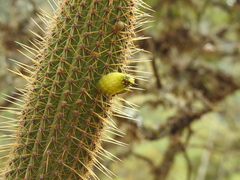 Cleistocactus tominensis