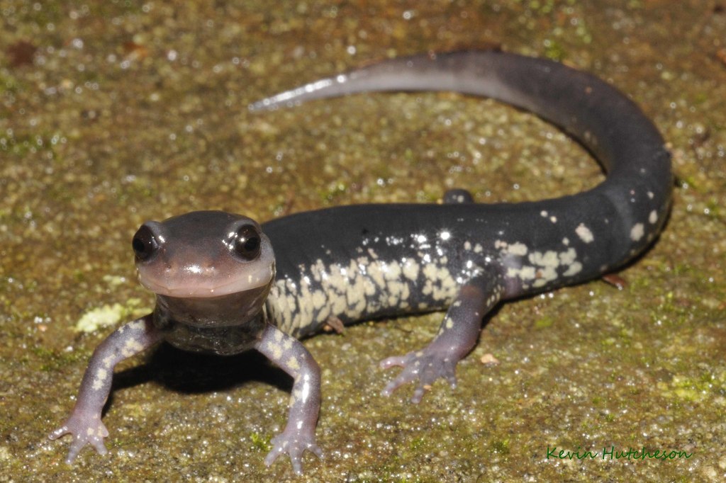 Chattahoochee Salamander