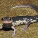 Chattahoochee Slimy Salamander - Photo (c) Kevin Hutcheson, some rights reserved (CC BY-NC), uploaded by Kevin Hutcheson