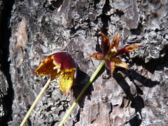 Calochortus marcellae