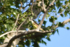 Pitangus sulphuratus
