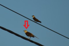 Mimus saturninus