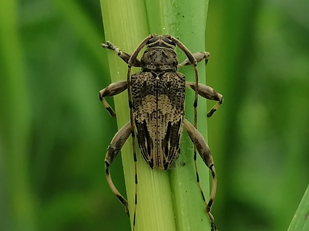 Nealcidion femoratum