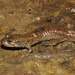 Salamandra de Vientre Negro Enana - Photo (c) Kevin Hutcheson, algunos derechos reservados (CC BY-NC), subido por Kevin Hutcheson