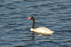 Cygnus melancoryphus