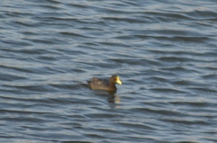 Fulica armillata