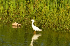 Egretta thula