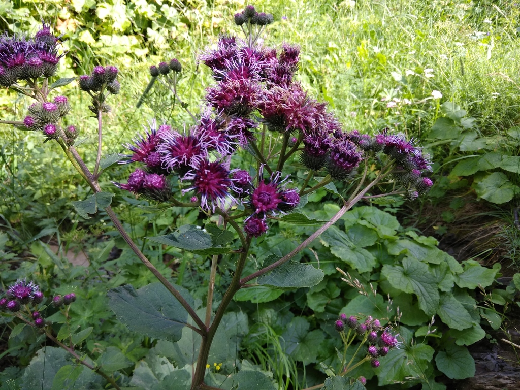 Arctium palladinii