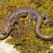 Sacramento Mountain Salamander - Photo (c) Kevin Hutcheson, some rights reserved (CC BY-NC), uploaded by Kevin Hutcheson