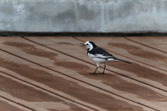Motacilla alba