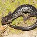 Plethodon punctatus - Photo (c) Kevin Hutcheson,  זכויות יוצרים חלקיות (CC BY-NC), uploaded by Kevin Hutcheson
