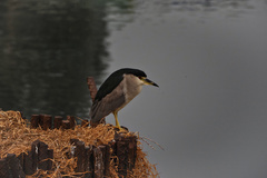 Nycticorax nycticorax