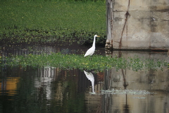 Ardea intermedia