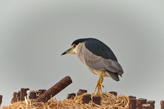 Nycticorax nycticorax