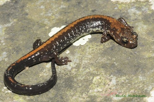 Shenandoah Salamander