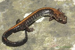 Shenandoah Salamander photo 5