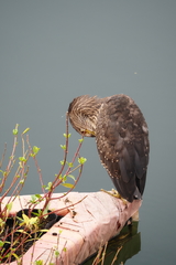 Nycticorax nycticorax