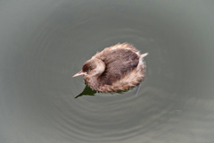 Tachybaptus ruficollis