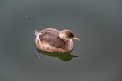 Tachybaptus ruficollis