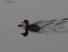 Tachybaptus ruficollis