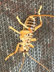 Afroneanias scheffleri