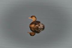 Tachybaptus ruficollis