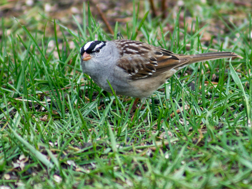 White-crowned Sparrow photographed in Michigan