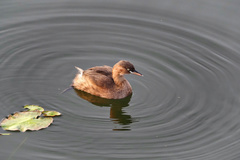 Tachybaptus ruficollis