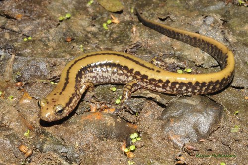 Three-lined Salamander