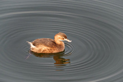 Tachybaptus ruficollis