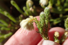 Erica senilis
