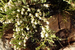 Erica senilis
