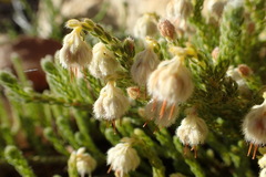 Erica senilis