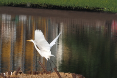 Ardea intermedia