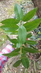 Metrosideros excelsa