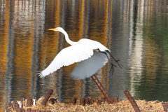 Ardea intermedia