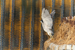 Nycticorax nycticorax