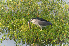 Nycticorax nycticorax