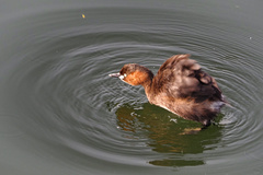 Tachybaptus ruficollis