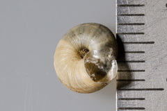 Backeljaia gigaxii