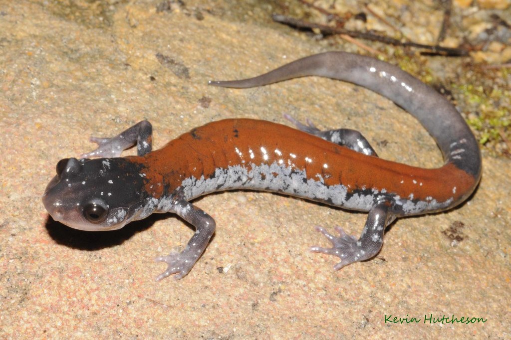 Reino Animalia - Género  Plethodon