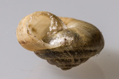 Backeljaia gigaxii