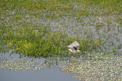 Nycticorax nycticorax