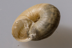 Backeljaia gigaxii