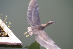 Nycticorax nycticorax