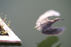 Nycticorax nycticorax